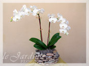 Double Stem Imperial Orchids in Le Jardin Handmade Planter