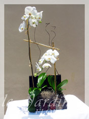 Double Stem Imperial Orchids in Le Jardin Treasure Chest Container