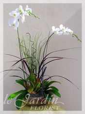 Orchids & Live Plants :: a Signature Floral Arrangement