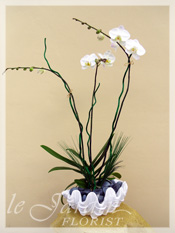 Orchid Plant Arrangements by Le Jardin Florist