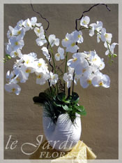 Silk - Orchid Plant Arrangement
