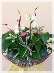 Orchidia II - Orchids & Live Plants :: a Signature Floral Arrangement